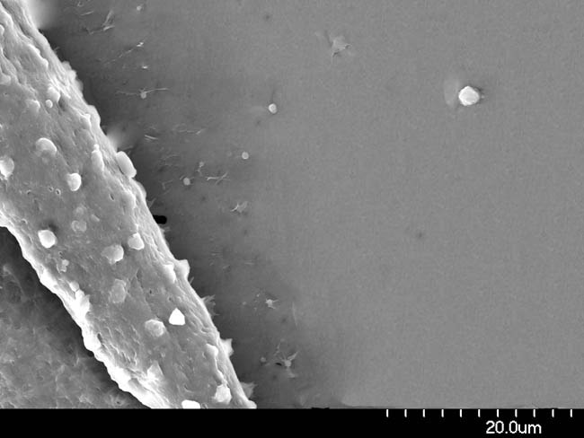 Biofilm on Silicon Substrate