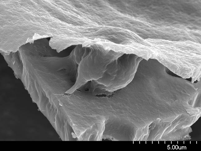 Biofilm on Silicon MEMS Device